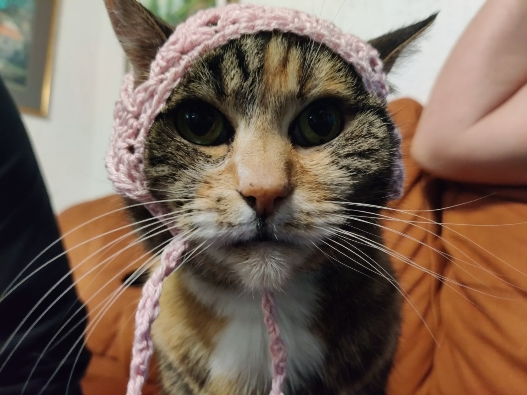 Cat bandana, pet accessories